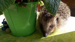 Die Kosten für einen kranken Igel sind meist sehr hoch Die Kosten für einen kranken Igel sind meist sehr hoch