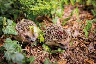 Igelbabys haben weiche Stacheln Igelbabys haben weiche Stacheln