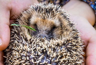 Bleibt der Igel in Ihrer Nähe, benötigt er Hilfe Bleibt der Igel in Ihrer Nähe, benötigt er Hilfe
