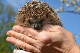 Die Heimat der Igel erstreckts sich bis in den Osten Chinas Die Heimat der Igel erstreckts sich bis in den Osten Chinas