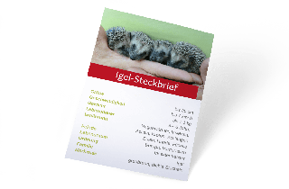 Interessanten Informationen zum Igel Interessanten Informationen zum Igel