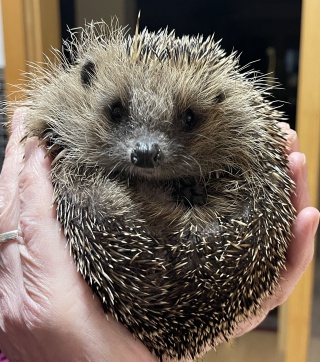 Igelpatenschaft hilft den kleinen Stachlern Igelpatenschaft hilft den kleinen Stachlern
